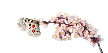 Sakura çiçeğinin üzerindeki renkli apollo kelebeği beyaz renkte soyutlanmış bir dal.