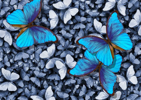 blue morpho butterflies texture background.