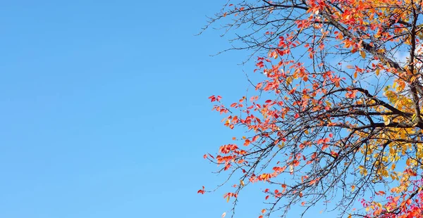 Sonbaharda Kırmızı Ağaç Kırmızı Yapraklı Meyve Dalları Boşluğu Kopyala — Stok fotoğraf