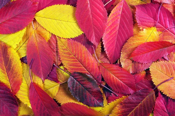 Kolorowe Spadła Sakura Pozostawia Tekstury Tła Jasne Jesienne Tło — Zdjęcie stockowe