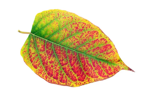 Leuchtend Buntes Herbstblatt Isoliert Auf Weiß — Stockfoto