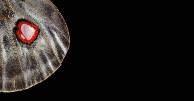 Kelebek kanadı dokusu, yakın plan. Apollo Parnassius Kelebek Kanadı. Boşluğu kopyala