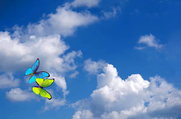 Синьо Жовті Метелики Небі Хмарами Морфо Метелики Літають Блакитне Небо — стокове фото