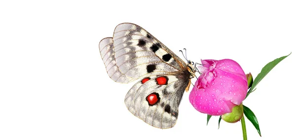 Borboleta Apollo Colorida Brilhante Flores Peônia Rosa Isoladas Branco — Fotografia de Stock