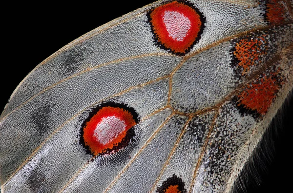 Schmetterlingsflügel Textur Nahaufnahme Apollo Parnassius Schmetterlingsflügel Kopierraum — Stockfoto