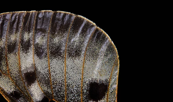 Schmetterlingsflügel Textur Nahaufnahme Apollo Parnassius Schmetterlingsflügel Kopierraum — Stockfoto