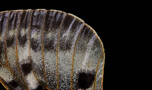 Textura Del Ala Mariposa Primer Plano Ala Mariposa Apollo Parnassius — Foto de Stock