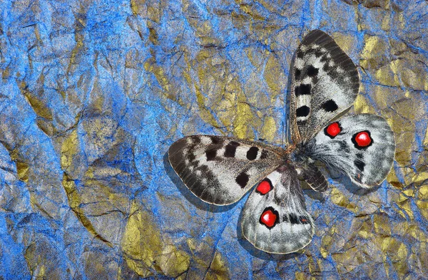 Borboleta Apollo Fundo Brilhante Brilhante Fundo Textura Azul Ouro Papel — Fotografia de Stock