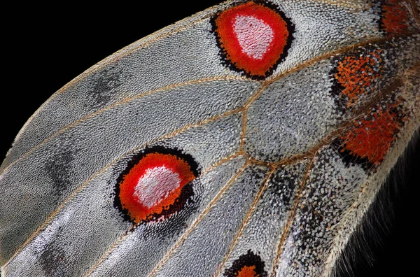 Textura Del Ala Mariposa Primer Plano Ala Mariposa Apollo Parnassius —  Fotos de Stock