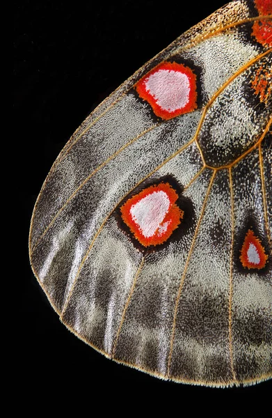 Υφή Φτερών Πεταλούδας Κοντινό Πλάνο Απόλλο Παρνάσιους Πεταλούδα Πτέρυγα Αντίγραφο — Φωτογραφία Αρχείου