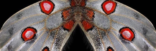 Textura Asas Borboleta Close Asas Borboleta Apollo Parnassius Borboleta Asas — Fotografia de Stock