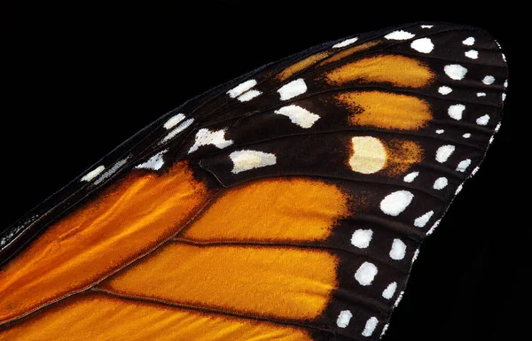 Bunte Monarch Schmetterlingsflügel Isoliert Auf Schwarz Tropische Schmetterling Flügel Textur — Stockfoto
