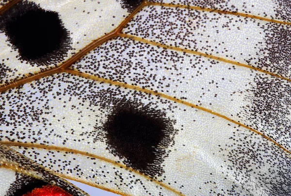 Schmetterlingsflügel Textur Nahaufnahme Apollo Parnassius Schmetterlingsflügel — Stockfoto
