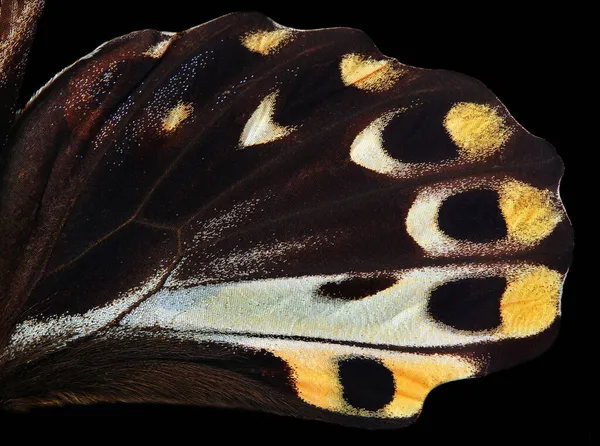Konsystencja Skrzydła Motyla Zbliżenie Motyl Szkarłatny Mormon Lub Czerwony Mormon — Zdjęcie stockowe