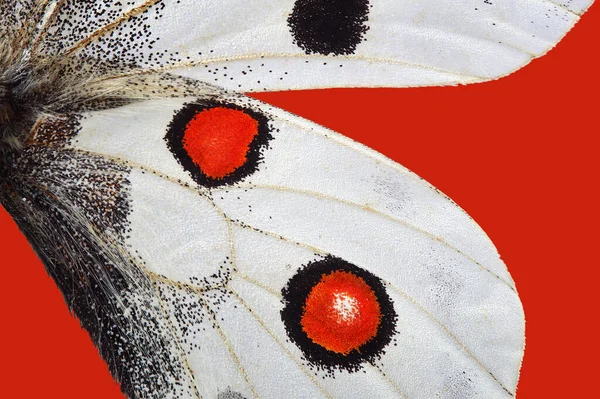 Κόκκινο Στη Φύση Απόλλων Πεταλούδα Φτερά Υφή Φόντο Φτερά Πεταλούδας — Φωτογραφία Αρχείου