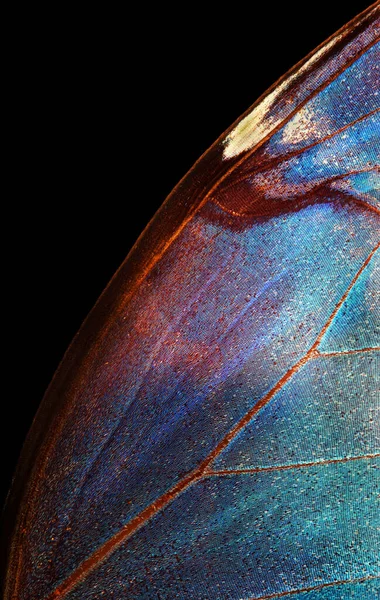 五彩斑斓的蝴蝶翼 热带蝴蝶翅膀纹理背景 — 图库照片