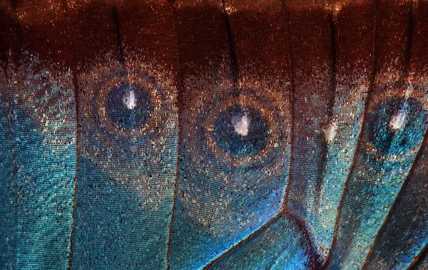 Färgglada Morpho Fjäril Vinge Tropisk Fjäril Vingstruktur Bakgrund — Stockfoto