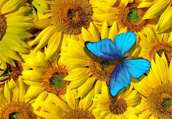 Яскраво Синій Тропічний Морфо Метелик Барвистих Квітах Соняшнику — стокове фото