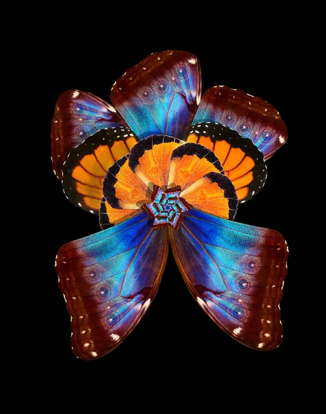 Прикраса Тропічних Крил Метеликів Яскрава Барвиста Квітка Крил Метеликів Екзотична — стокове фото