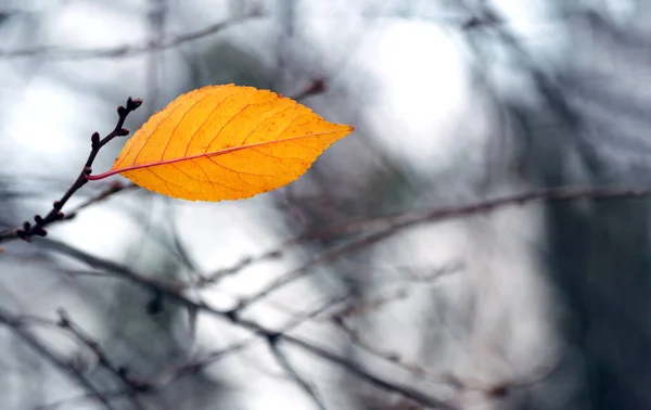 Eenzame Kleurrijke Gele Herfstblad Een Tak Sakura Blad Herfst — Stockfoto