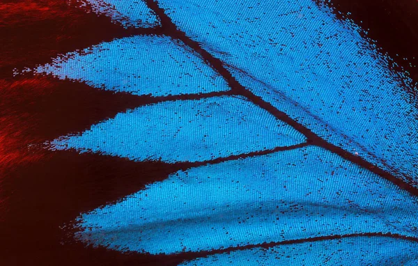 Φτερούγα Πεταλούδας Οδυσσέα Πτέρυγα Ενός Φόντου Υφή Πεταλούδας Κλείσε — Φωτογραφία Αρχείου