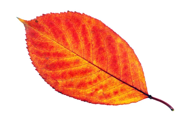 色彩艳丽的落叶 与白色隔离 — 图库照片