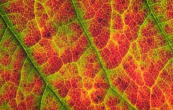 Πεσμένο Φύλλο Φθινοπωρινή Υφή Φόντο Γκρο Πλαν Υφή Φύλλου — Φωτογραφία Αρχείου