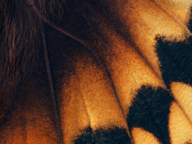 Renkli kelebek kanadı. Tropikal kelebek kanat dokusu arkaplanı