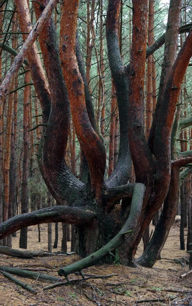 Alte Weitverzweigte Kiefern Wald — Stockfoto