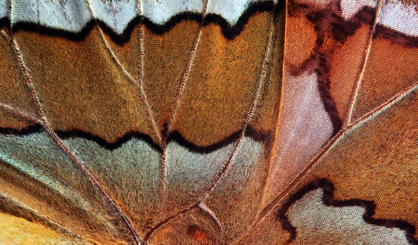 Bunte Schmetterlingsflügel Tropische Schmetterling Flügel Textur Hintergrund — Stockfoto