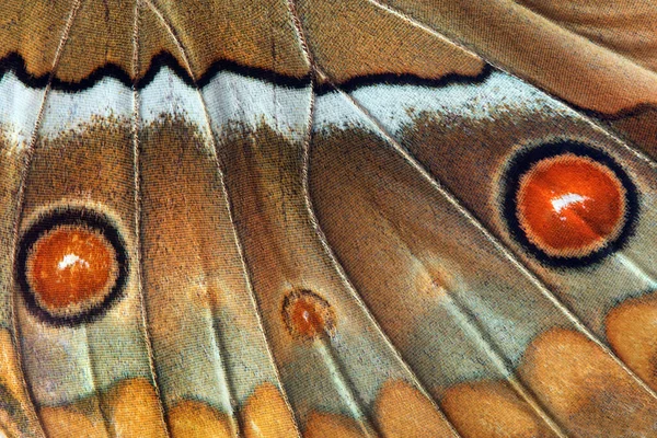 추상적 나비의 패턴입니다 나비의 — 스톡 사진