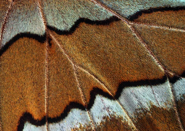 Colorido Asa Borboleta Tropical Borboleta Asa Textura Fundo — Fotografia de Stock