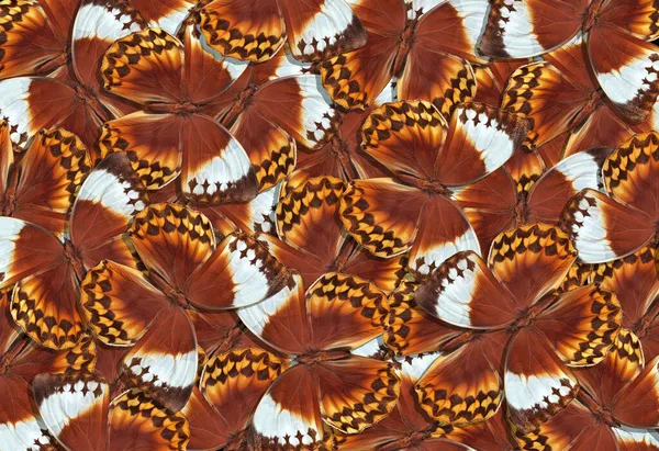 Marrom Laranja Tropical Borboleta Morpho Textura Fundo Padrão Abstrato Borboletas — Fotografia de Stock