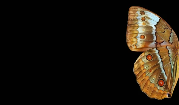 Тропічні Крила Метеликів Ізольовані Чорному Морфо Метеликові Крила Копіюють Простір — стокове фото