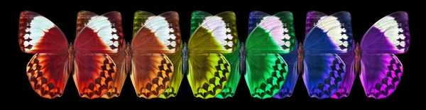 Kolory Tęczy Wielokolorowe Motyle Morfopodobne Izolowane Czarno — Zdjęcie stockowe
