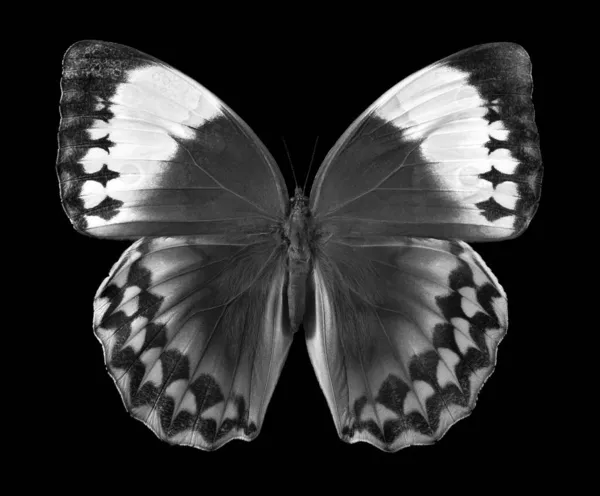 Black White Tropical Morpho Butterfly Isolated Black Large Exotic Butterfly — Stock Photo, Image