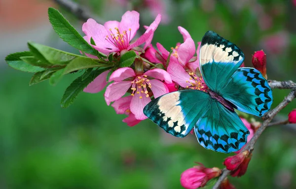 桜の枝に青い熱帯性のモフチョウ 蝶と桜 — ストック写真