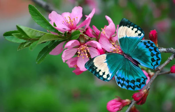 Mavi tropikal morpho kelebeği çiçek açan sakura dalında. Kelebek ve kiraz çiçekleri
