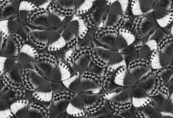 Bianco Nero Tropicale Morpho Farfalle Texture Sfondo Modello Astratto Farfalle — Foto Stock