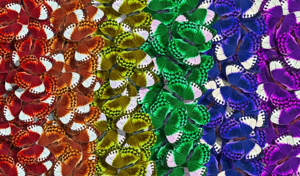 Farben Des Regenbogens Muster Von Bunten Schmetterlingen Morpho Textur Hintergrund — Stockfoto