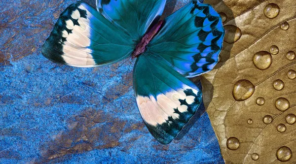 Morpho Tropical Azul Brilhante Borboleta Uma Folha Ouro Gotas Água — Fotografia de Stock