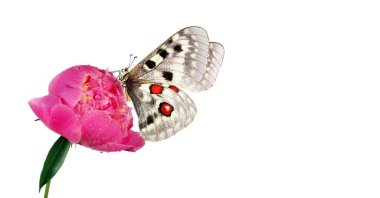 Pembe şakayık çiçeğinin üzerindeki parlak renkli kelebek Apollo beyaz üzerine izole edilmiş çiğ damlaları damlatıyor.