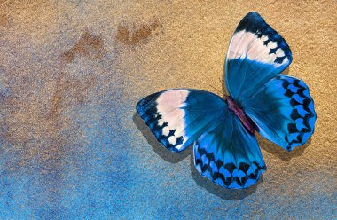 Mavi ve altın boyayla boyanmış suluboya kağıt. Mavi ve altın arkaplanda parlak morpho kelebeği. suluboya kağıt dokusu