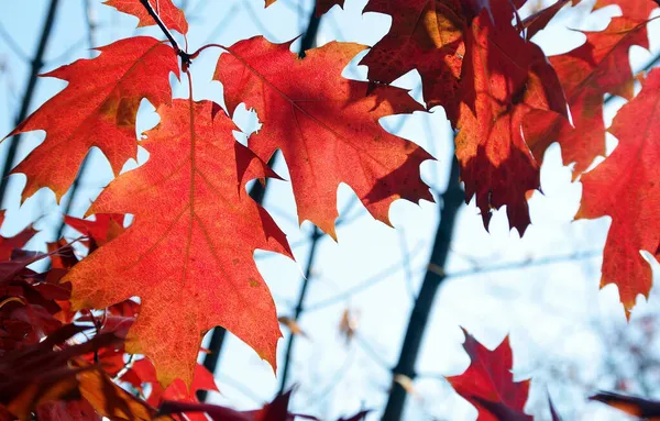 Hojas Roble Otoño Rojo Brillante — Foto de Stock