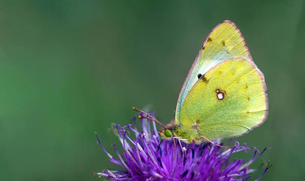 Színes Sárga Pillangó Lila Bogáncs Virág — Stock Fotó