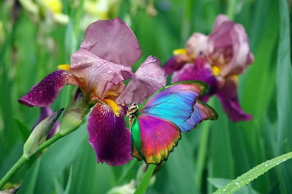 Papillons Morpho Colorés Sur Les Fleurs Iris Violet Dans Jardin — Photo