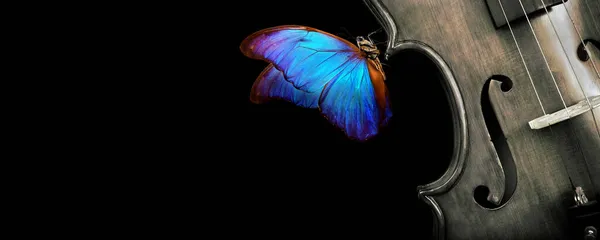 Hermosa Mariposa Morfo Azul Sobre Violín Concepto Música Espacio Copia — Foto de Stock