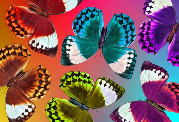 Barvy Duhy Vzor Pestrobarevných Morfních Motýlů — Stock fotografie