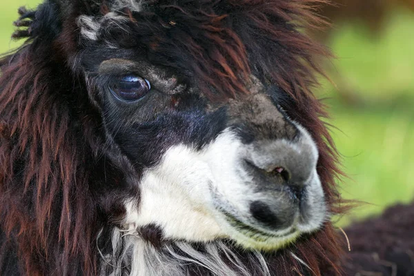 Retrato Jovem Lama Perto Llama Fazenda — Fotografia de Stock