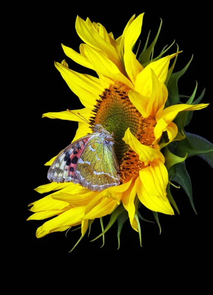 Farfalla Colorata Sul Girasole Vicino — Foto Stock